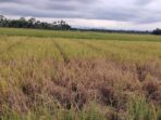 Petani Cot Girek Terancam Rugi Ganda, Harga Gabah Anjlok di Tengah Serangan Wereng