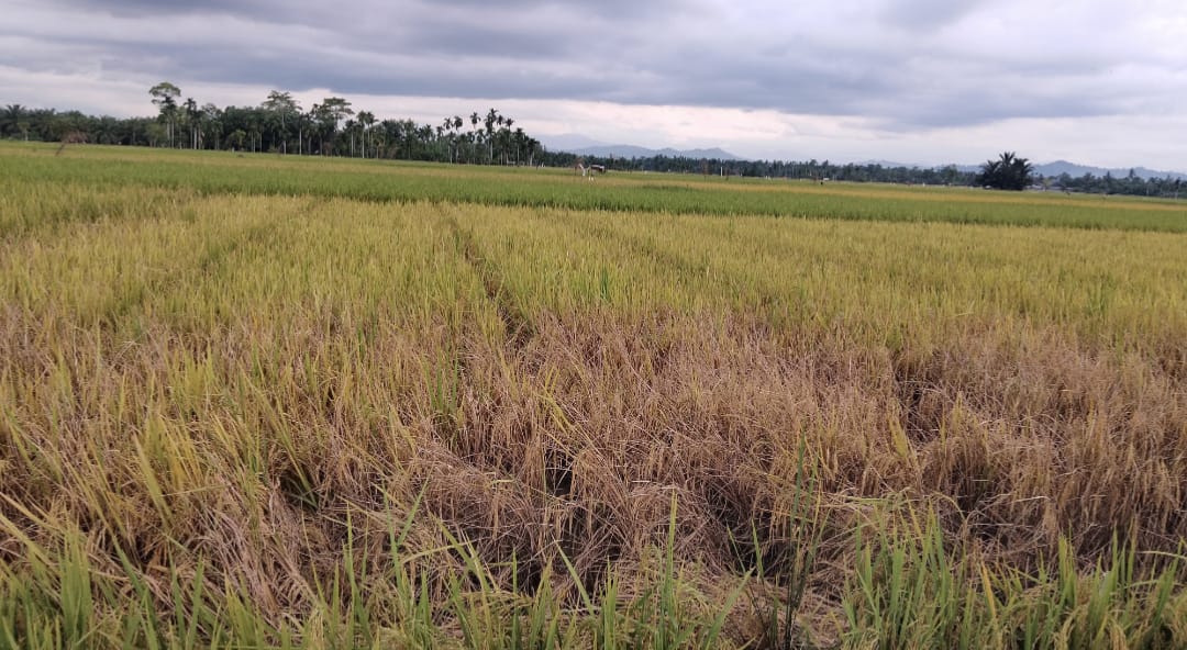 Petani Cot Girek Terancam Rugi Ganda, Harga Gabah Anjlok di Tengah Serangan Wereng