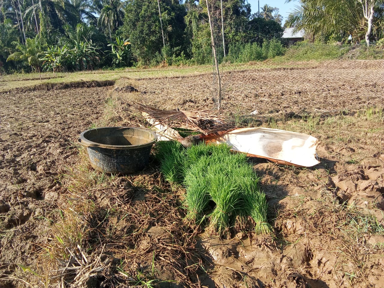 Luka Menganga di Geureudong Pase: Irigasi Hancur, Petani Menatap Langit Kosong