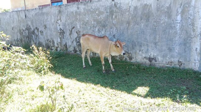 Miris! Anggaran Miliaran, Warga Aceh Timur Diduga Hanya Dapat 2 Ons Daging Meugang Bantuan Presiden