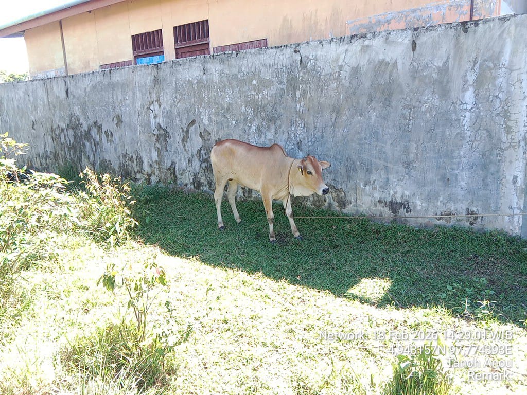 Miris! Anggaran Miliaran, Warga Aceh Timur Diduga Hanya Dapat 2 Ons Daging Meugang Bantuan Presiden